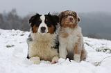 BERGER AUSTRALIEN - ADULT & PUPPY 063